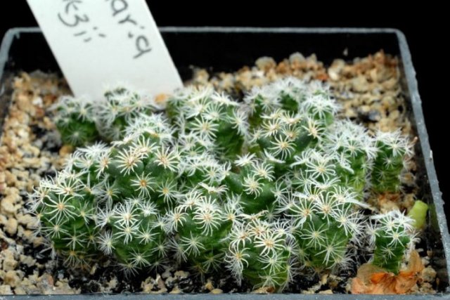 Mammillaria_hernandezii_1